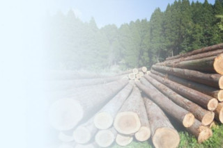 Як оцінюється якість деревини до початку електронних торгів?